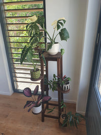 Plantenboom van Fraké met acht planten