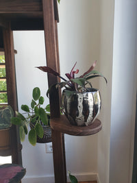 Plantenboom in het interieur