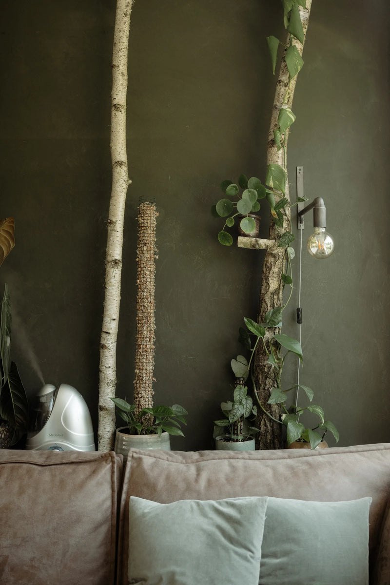 Berkenstammen tegen een donkergroene wand met klimplanten en een wandlamp