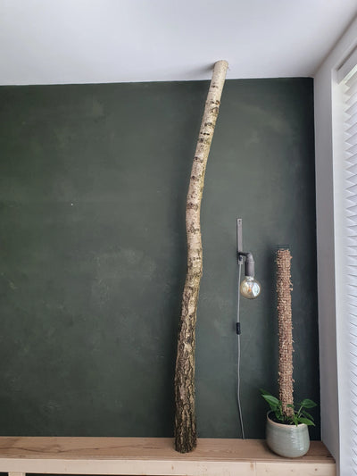 Berkenstam van vloer tot plafond tegen een donkergroene wand, met plantenzuil en wandlamp