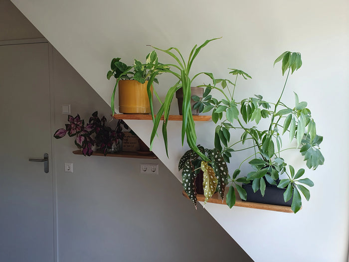Zwevende eikenhouten plank met planten